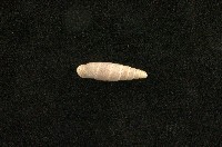 藏品(似謝氏煙管蝸牛)的圖片